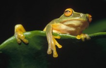 Orange-Eyed Tree Frog - Kikori River Delta - Papua New Guinea