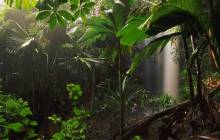 Jungle waterfall wallpaper - Jungle
