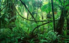 Congo jungle - Jungle