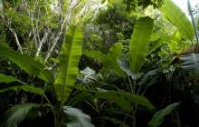 Tropical jungle wallpaper - Jungle