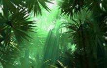 Jungle pictures - Jungle
