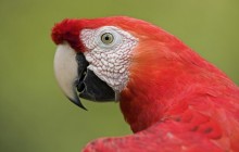 Scarlet Macaw Portrait - Amazon Ecosystem - Peru
