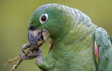 Mealy Parrot - Amazon Rainforest - Peru