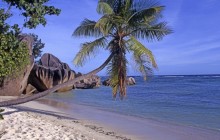 Leaning Palm - Seychelles - Seychelles
