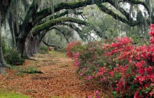 Azaleas and Live Oaks - Magnolia Plantation - Charleston - South Carolina