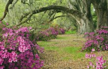 Azaleas and Live Oaks - Magnolia Plantation - South Carolina