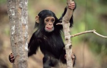 Young Chimpanzee Climbing - Gombe Park - Tanzania