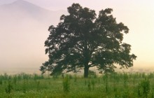 Cades Cove Morning - Great Smoky Mountains Park - Tennessee