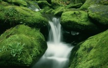 Moss-Covered Rocks Along Roaring Fork - Great Smoky Mount... - Tennessee