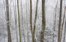 Forest in Falling Snow - Great Smoky Mountains - Tennessee