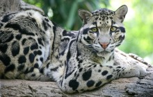 Clouded Leopard - Nashville Zoo at Grassmere - Tennessee