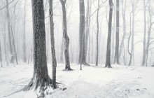 Snow Covered Forest - Great Smoky Mountains - Tennessee