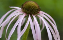Tennessee Coneflower - Tennessee