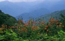 Turk's-Cap Lilies in Bloom on the Blue Ridge Parkway ... - Tennessee