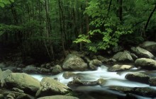 Little Pigeon River - Great Smoky Mountains National Park - Tennessee