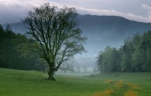 Foggy Sunrise - Cades Cove - Great Smoky Mountains - Tennessee