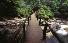 Footbridge and Rhododendrons - Great Smoky Mountains - Tennessee