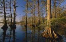 Bald Cypress Trees at Sunset - Reelfoot Lake - Tennessee
