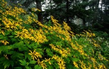 Woodland Sunflowers - Great Smoky Mountains National Park - Tennessee