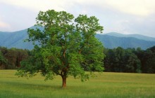 Walnut Tree - Cades Cove - Great Smoky Mountains - Tennessee