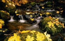 A Change of Season - Great Smoky Mountains Park - Tennessee