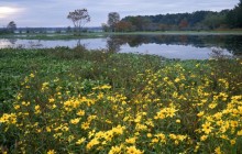 Marigolds in Bloom in a Swamp - Martin Dies - Jr. State P... - Texas