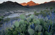 Pricklypear Cactus and Texas Bluebonnets - Big Bend Park - Texas