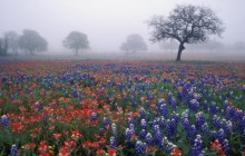 Indian Paintbrush Bluebonnets and Live Oak In Fog - Texas