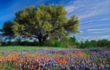 Live Oak Among Texas Paintbrush and Bluebonnets - Texas