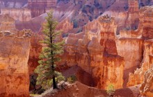 Lone Tree - Bryce Canyon - Utah