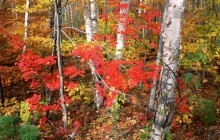 Maples - Ash - and Birch Trees in Autumn - Vermont
