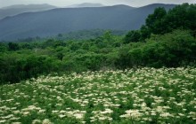 Field of Cow Parsnip in Bloom - Hazletop Overlook - Virginia
