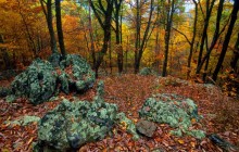 Shenandoah Fall Colors - Virginia