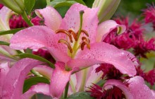 Asiatic Lily - Washington