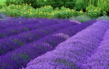Purple Haze Lavender Farm HD wallpaper - Washington