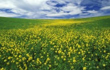 Field of Mustard - Palouse Region - Washington