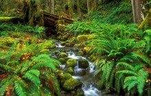 Rainforest Stream - Olympic National Park - Washington