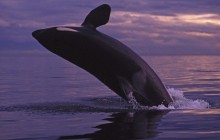 Breaching Orca Whale - San Juan Island - Washington