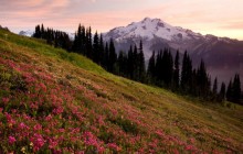 Glacier Peak and Pink Mountain Heather at Sunset - Washington