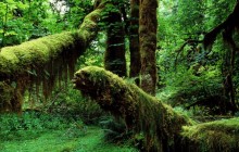 Mossy Trunks - Hoh Rainforest - Washington