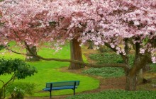 Cherry Tree - Evergreen Park - Bremerton - Washington