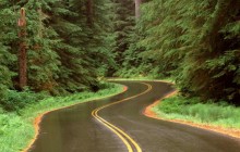 Lush Winding Road - Olympic National Park - Washington