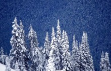 Snowy Mountain Forest - Hurricane Ridge - Olympic Park - Washington