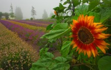 The Last Sunflower - Sequim - Washington