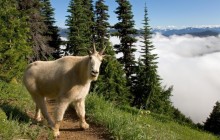 Mountain Goat - Klahhane Ridge - Olympic National Park - Washington