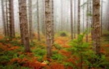 Foggy Forest in Fall - Olympic National Forest - Washington