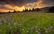 Wildflower Field at Sunset - Emmons Glacier - Mount Rainier - Washington