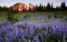 Wild Lupine and Mount Adams at Sunset - Washington