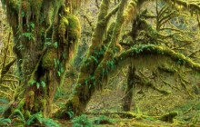 Quinault Rainforest - Olympic National Park - Washington