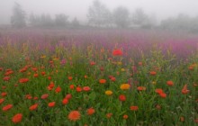 Fog Blankets a Lavender Field - Sequim - Washington